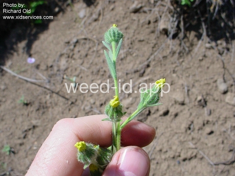 tarweed, coast